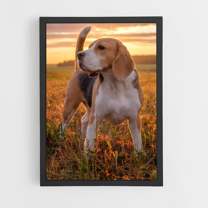 ap-beagle-3 cadre Noir