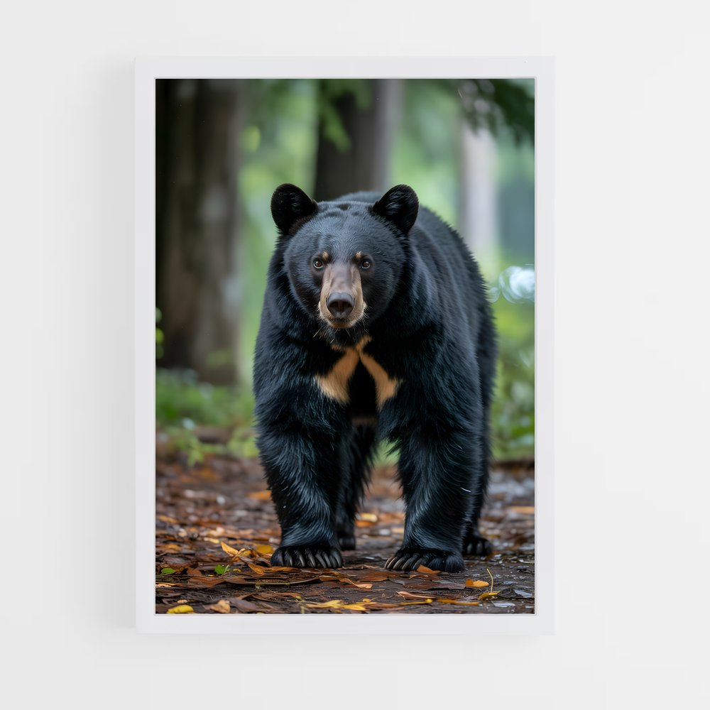 ap-bear-12 cadre Blanc