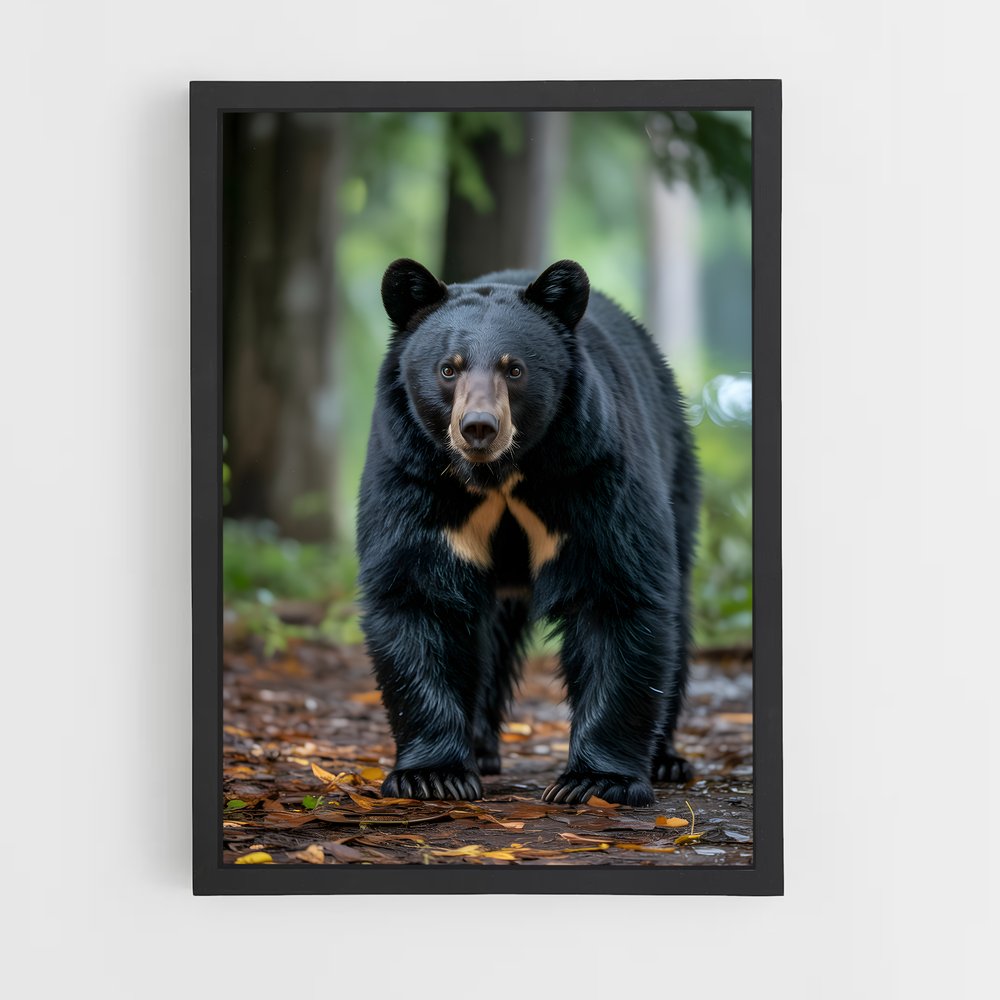 ap-bear-12 cadre Noir