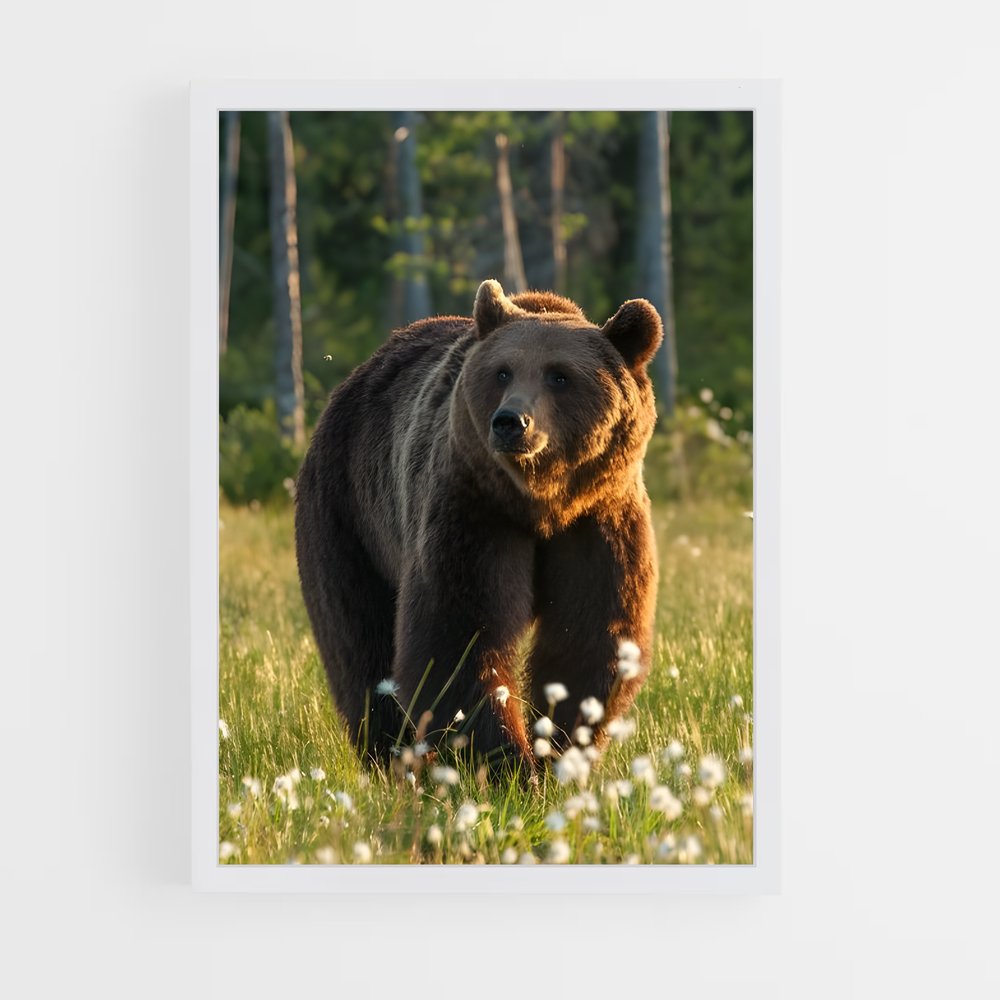ap-bear-6 cadre Blanc