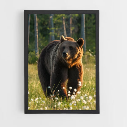 ap-bear-6 cadre Noir