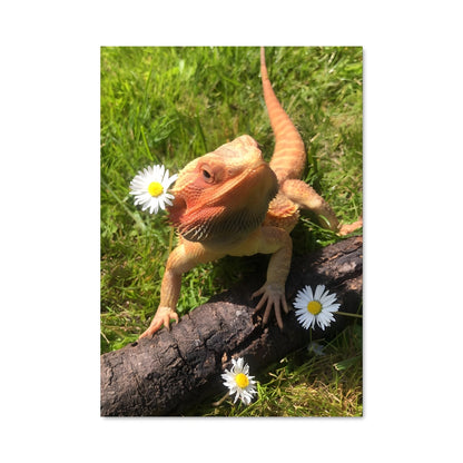 Poster Le Lézard Sage