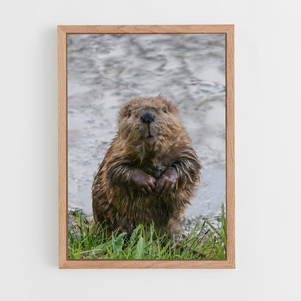 ap-beaver-2 cadre Bois clair