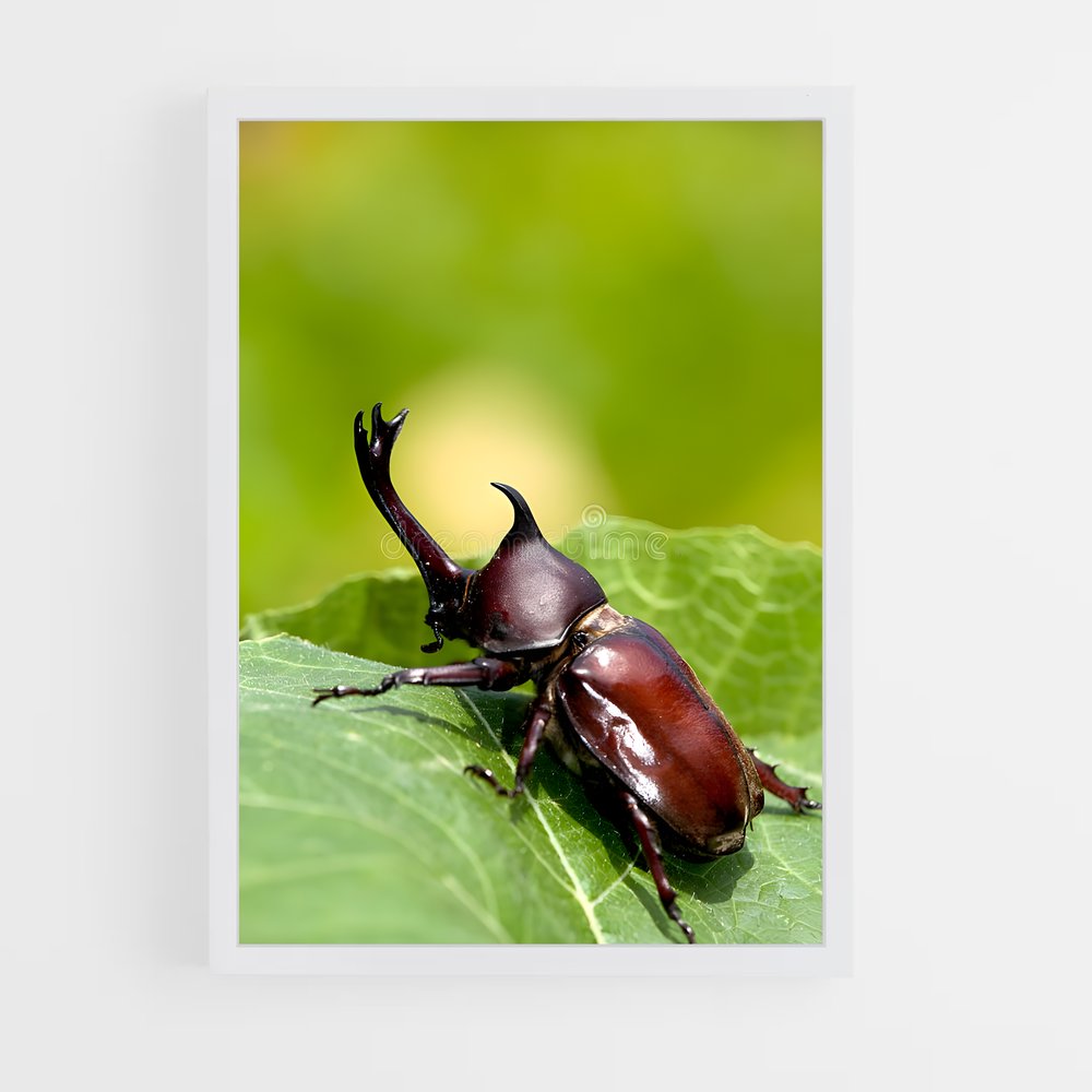 ap-beetle-2 cadre Blanc