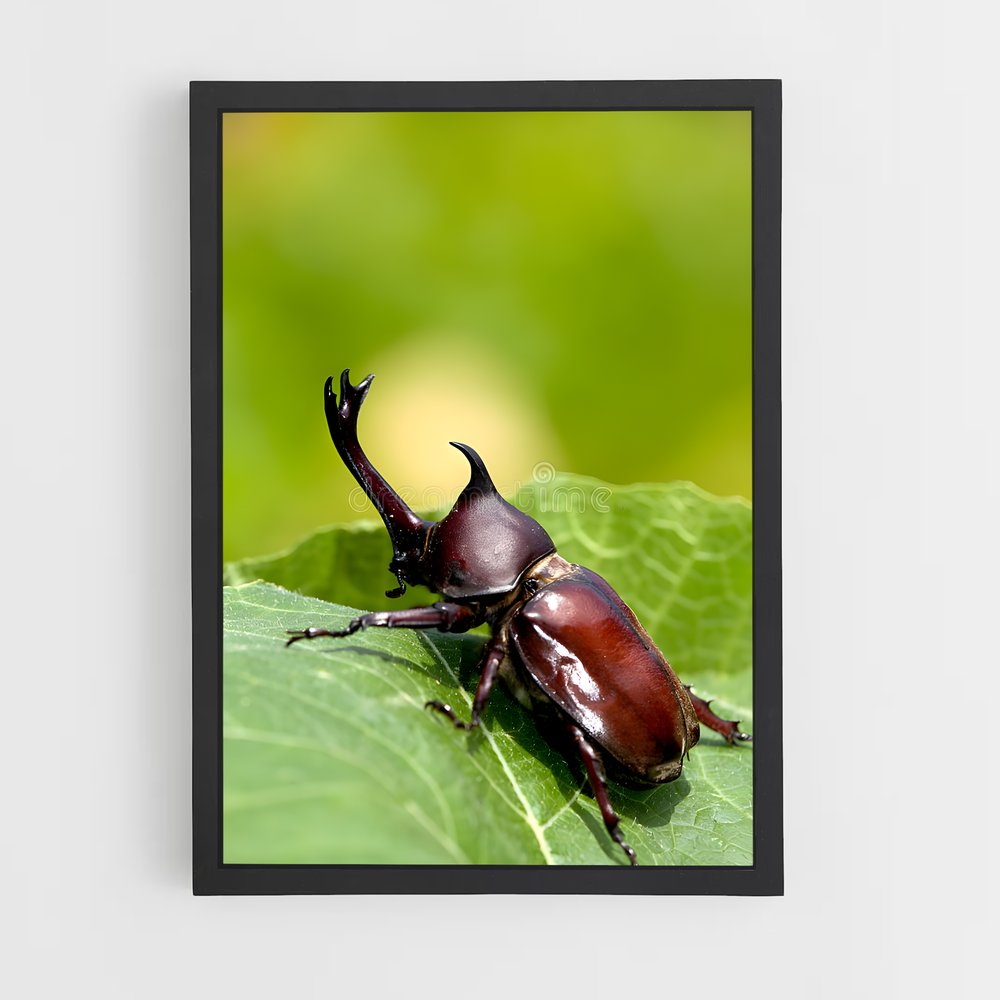 ap-beetle-2 cadre Noir