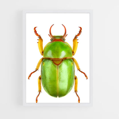 ap-beetle-4 cadre Blanc