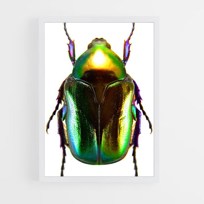 ap-beetle-5 cadre Blanc