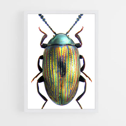 ap-beetle-6 cadre Blanc