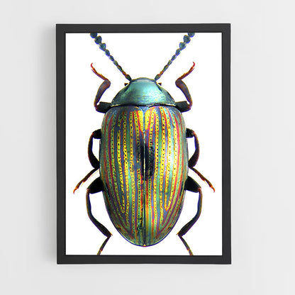 ap-beetle-6 cadre Noir