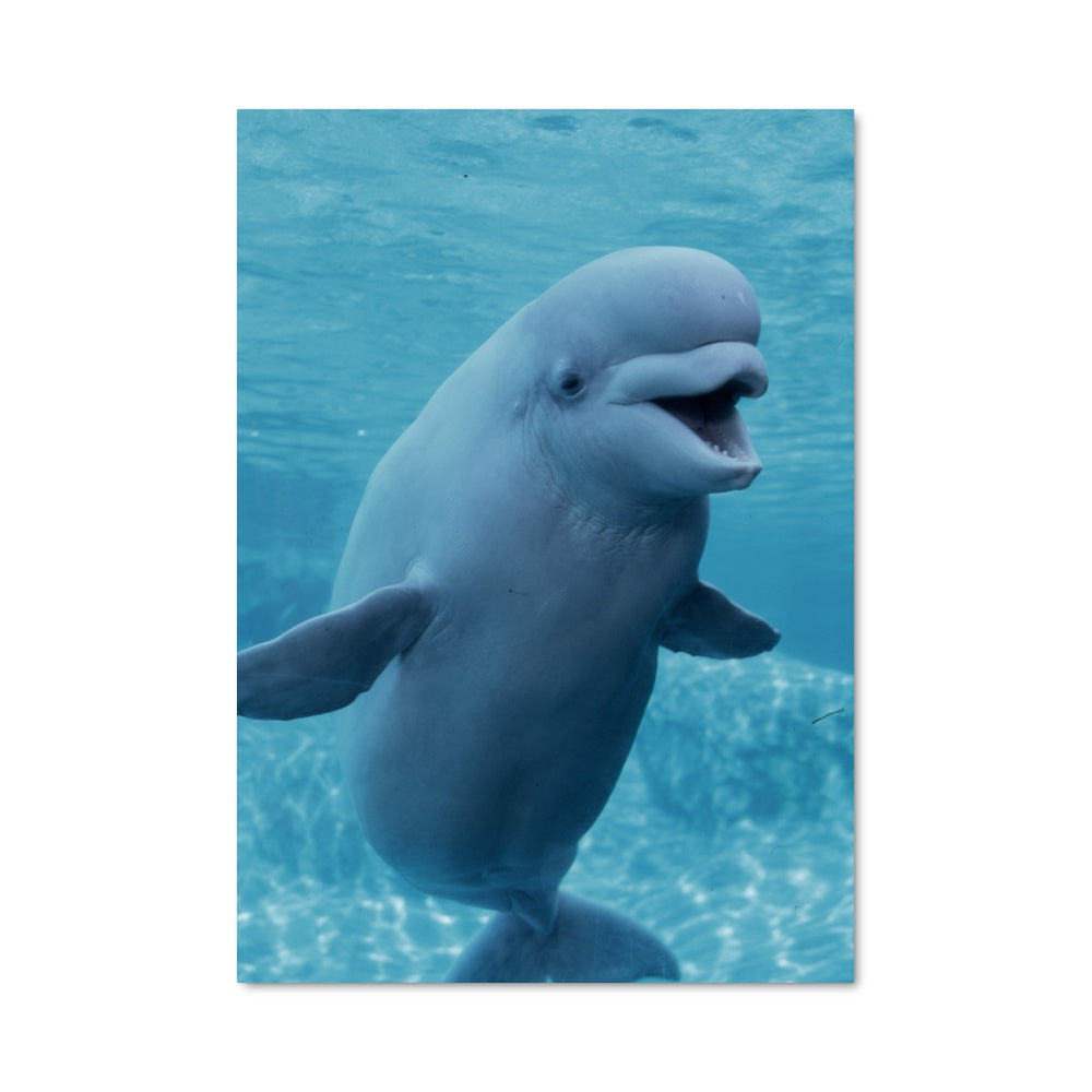 Poster Éclat de Dauphin