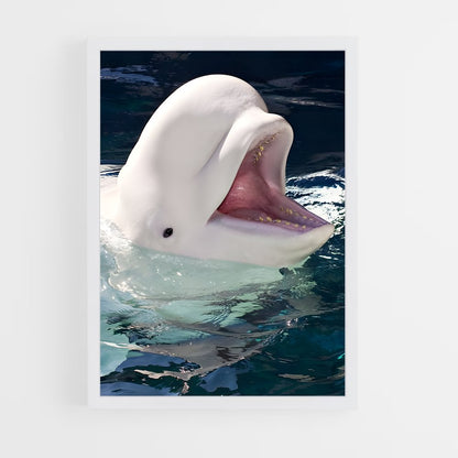 ap-beluga whale-4 cadre Blanc