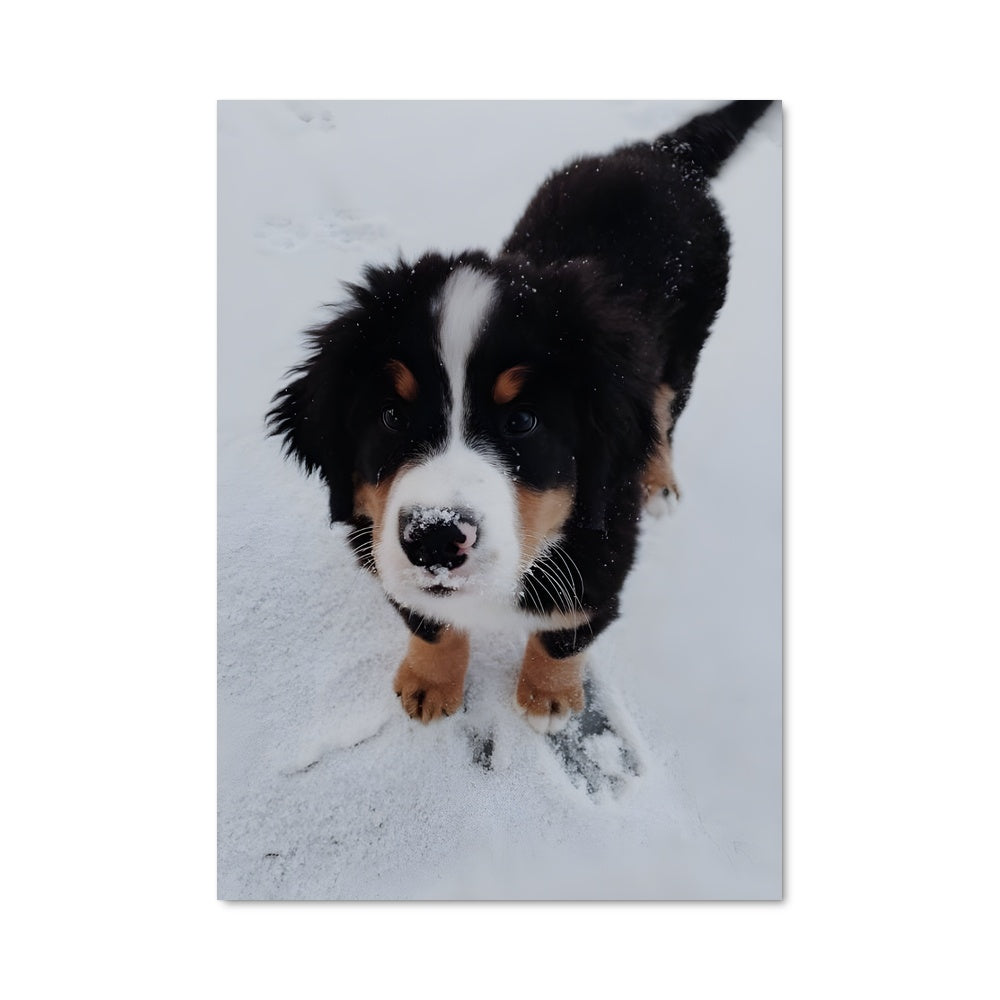 Poster Petit Montagnard