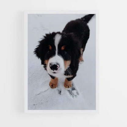 ap-bernese mountain dog-1 cadre Blanc