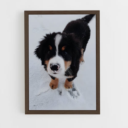 ap-bernese mountain dog-1 cadre Bois foncé
