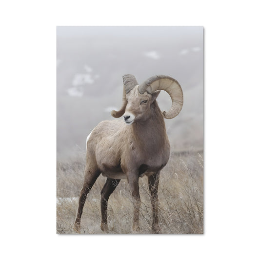 Poster Le Bélier Majestueux