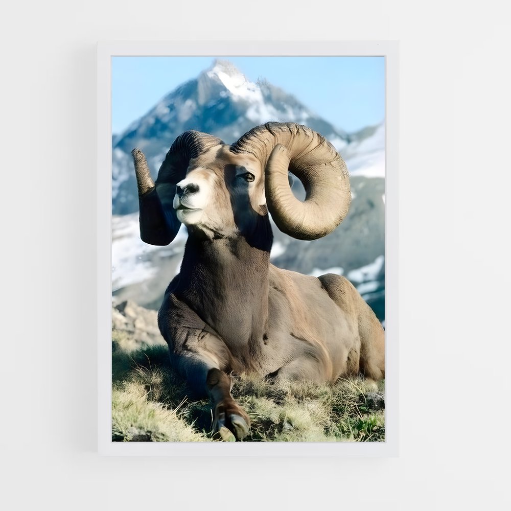 ap-bighorn sheep-1 cadre Blanc