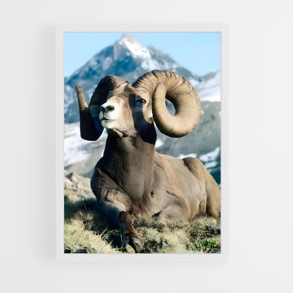 ap-bighorn sheep-1 cadre Blanc