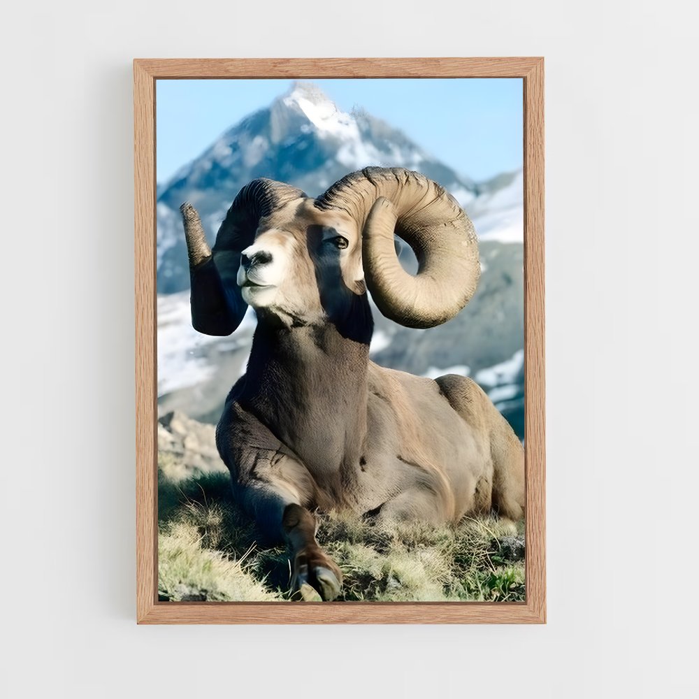 ap-bighorn sheep-1 cadre Bois clair