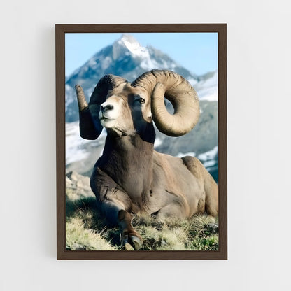 ap-bighorn sheep-1 cadre Bois foncé