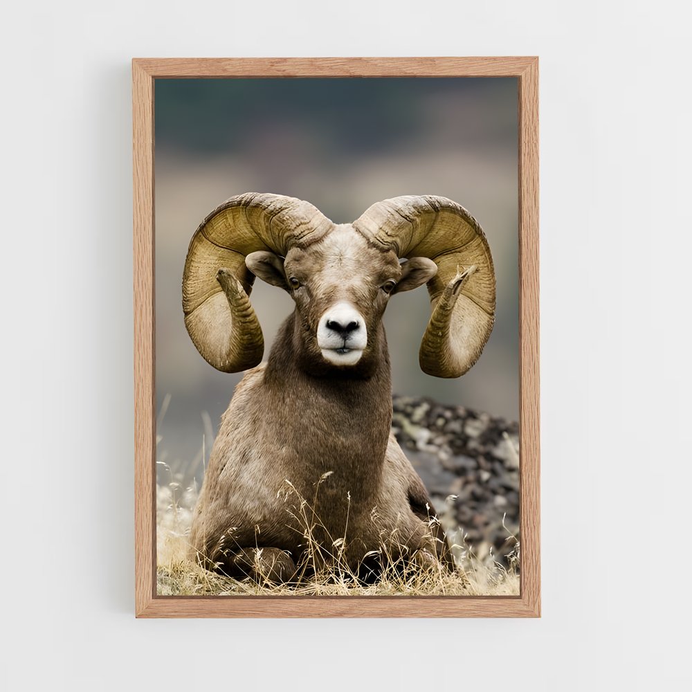 ap-bighorn sheep-2 cadre Bois clair