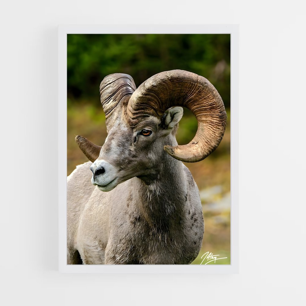 ap-bighorn sheep-3 cadre Blanc