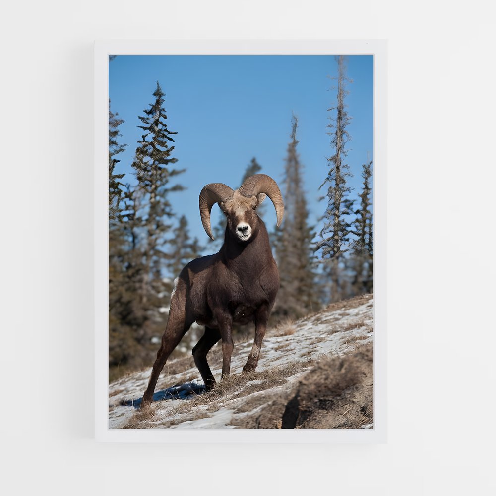 ap-bighorn sheep-4 cadre Blanc