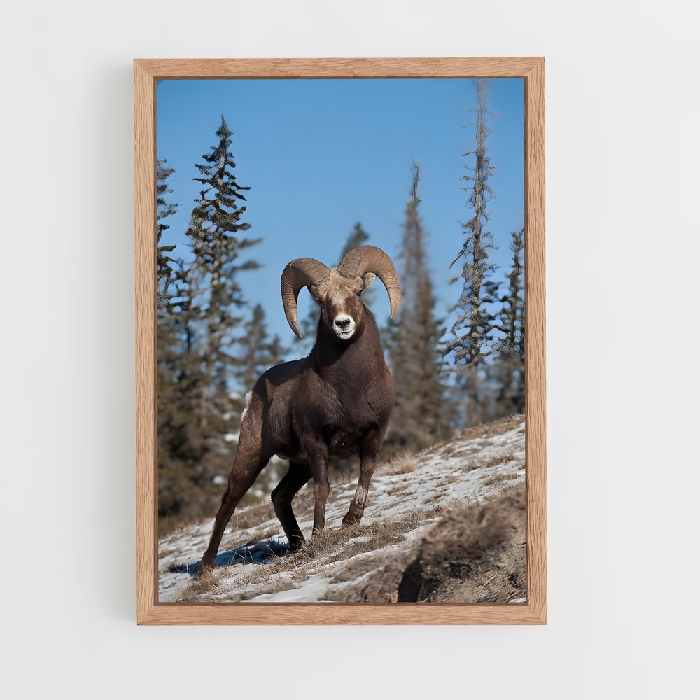 ap-bighorn sheep-4 cadre Bois clair