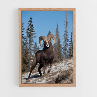 ap-bighorn sheep-4 cadre Bois clair