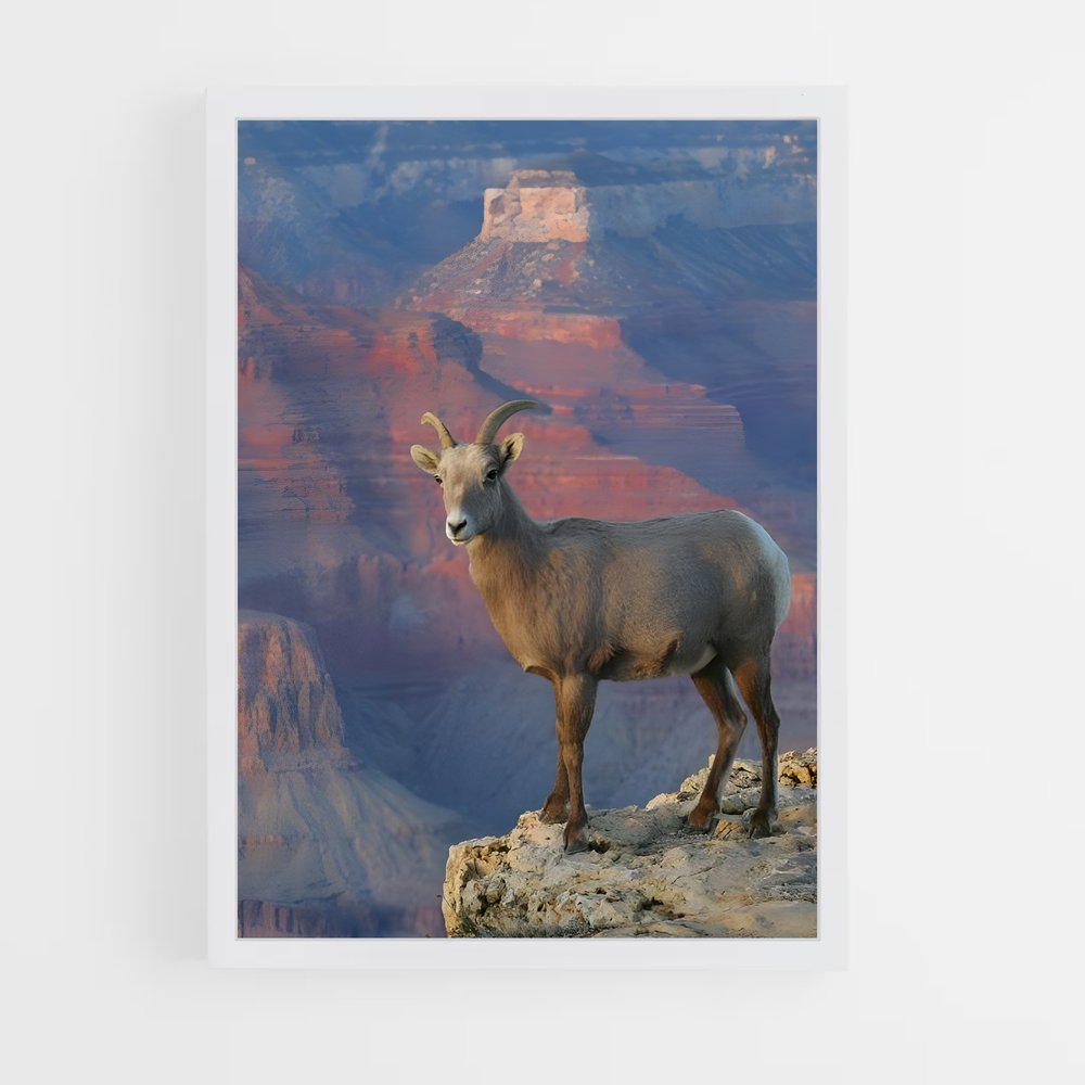 ap-bighorn sheep-5 cadre Blanc