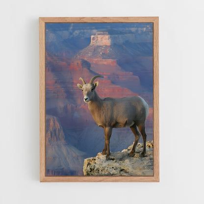 ap-bighorn sheep-5 cadre Bois clair