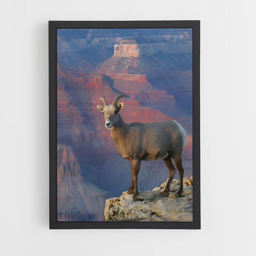 ap-bighorn sheep-5 cadre Noir