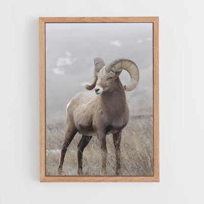 ap-bighorn sheep-6 cadre Bois clair