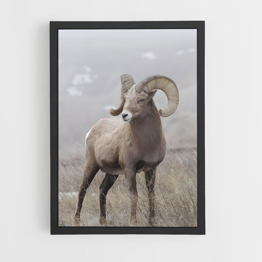 ap-bighorn sheep-6 cadre Noir