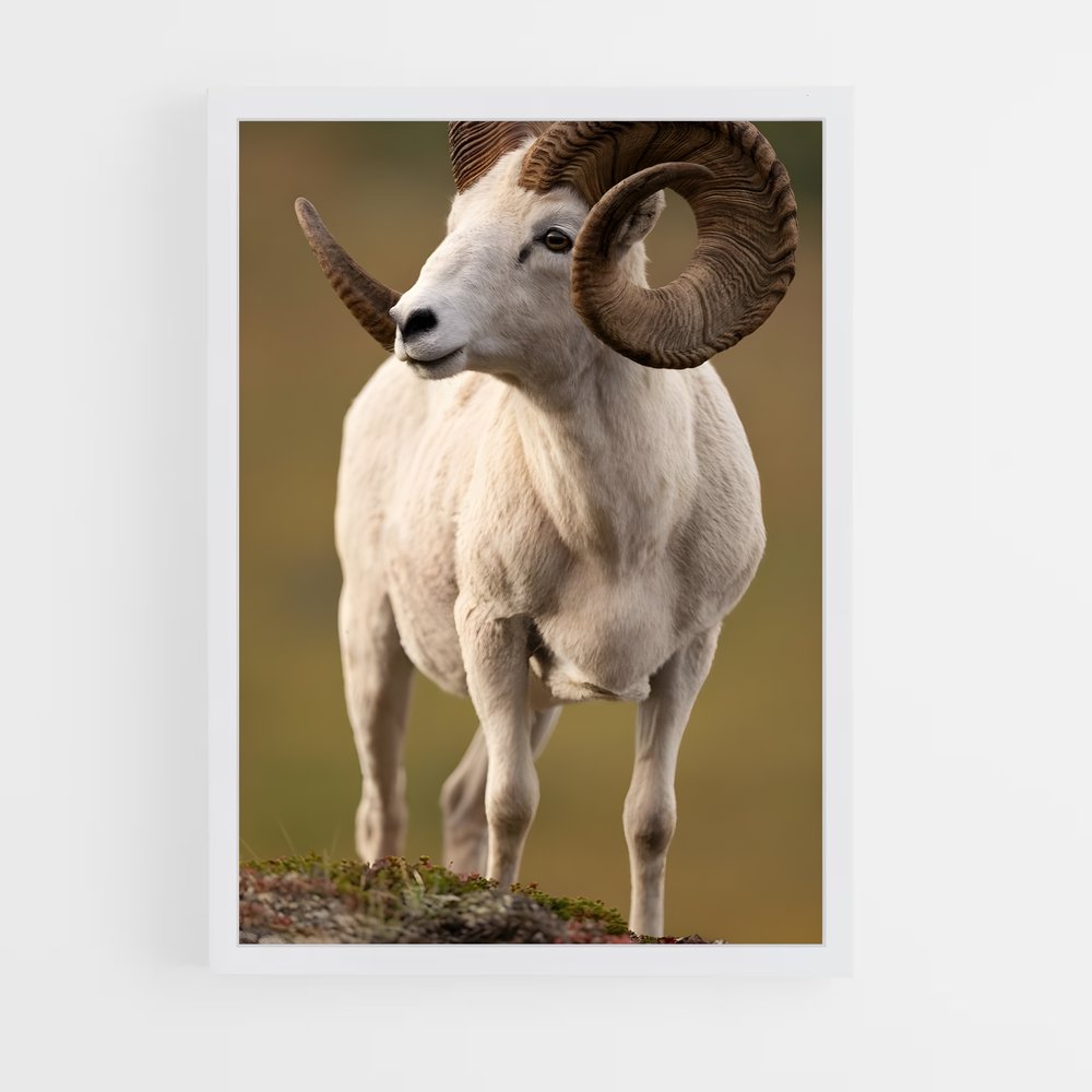 ap-bighorn sheep-8 cadre Blanc