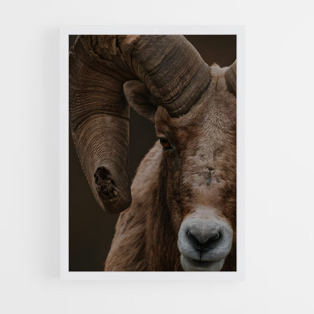 ap-bighorn sheep-9 cadre Blanc