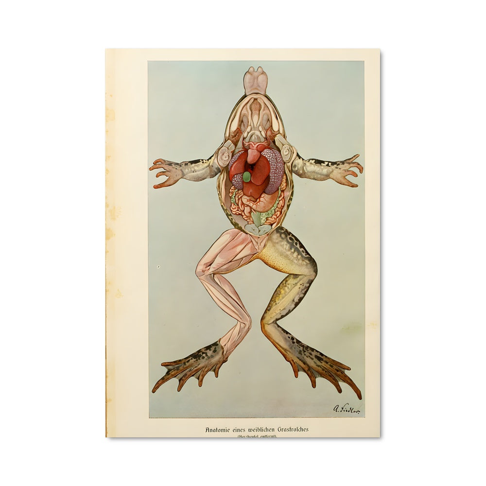 Poster La Grenouille Épanouie