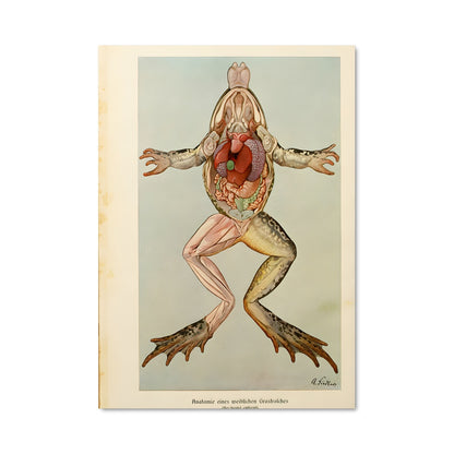 Poster La Grenouille Épanouie