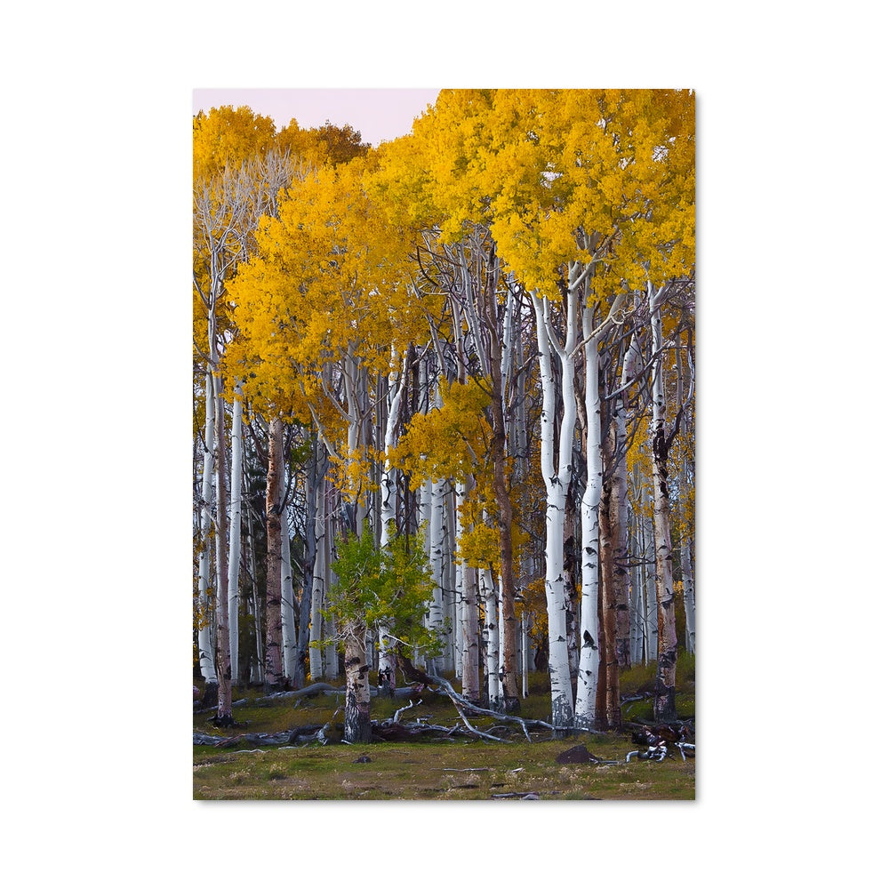 Poster Forêt d'Aspens