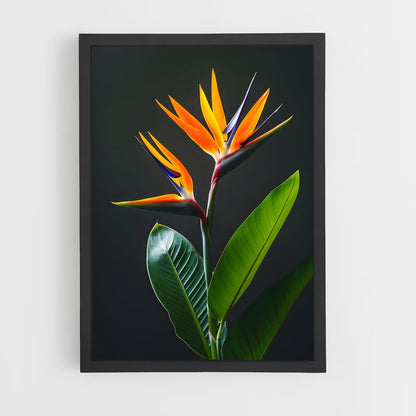 ap-bird of paradise-2 cadre Noir