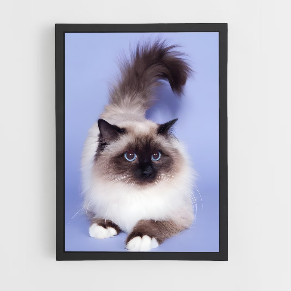 ap-birman-2 cadre Noir
