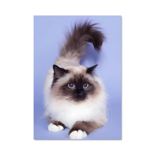Poster Birman 84676