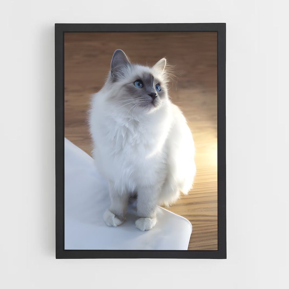 ap-birman-3 cadre Noir