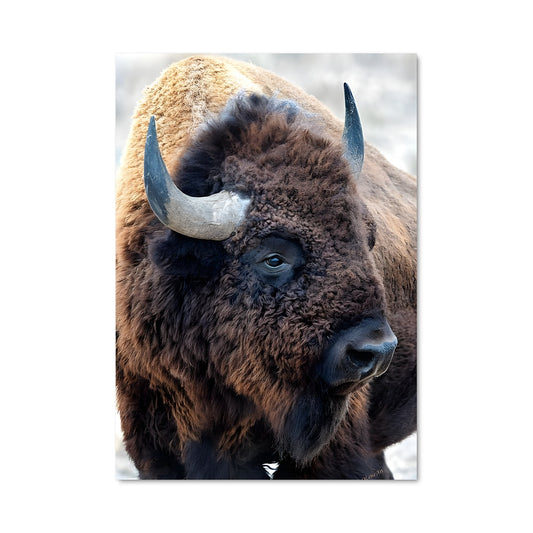 Poster Bison Majestueux