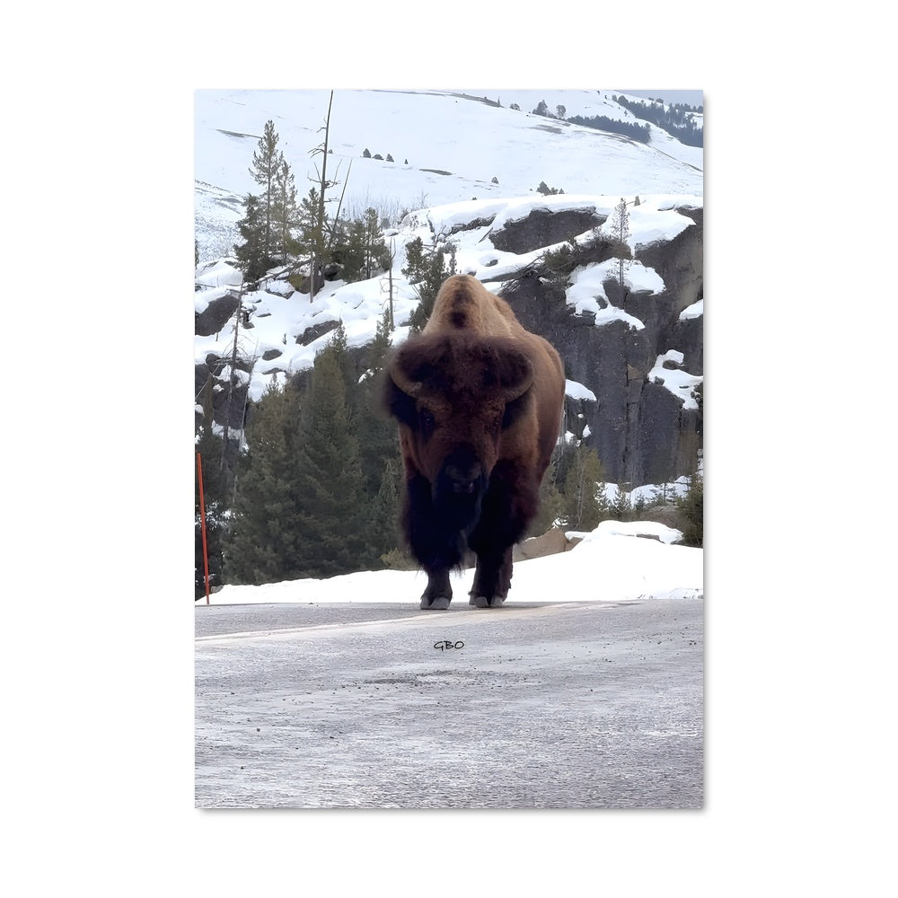 Poster Bison des Montagnes