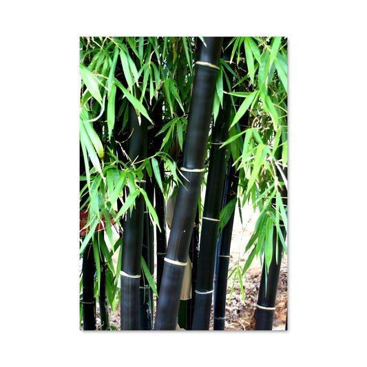 Poster Black bamboo 96310