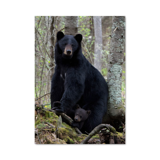 Poster Maman Ourse et Son Cub