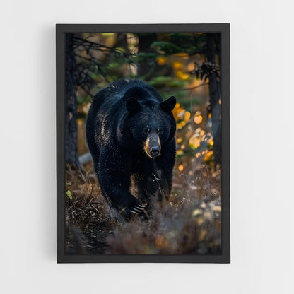 ap-black bear-5 cadre Noir