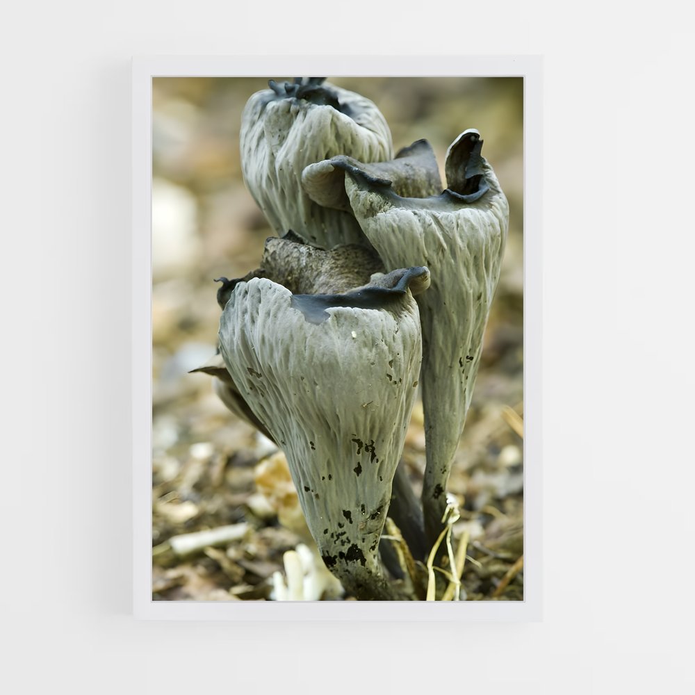 ap-black trumpet-2 cadre Blanc
