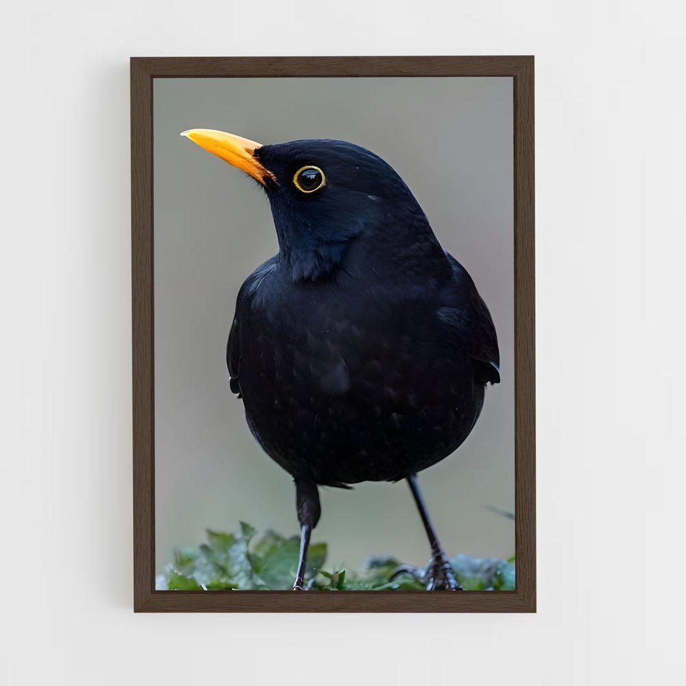 ap-blackbird-3 cadre Bois foncé