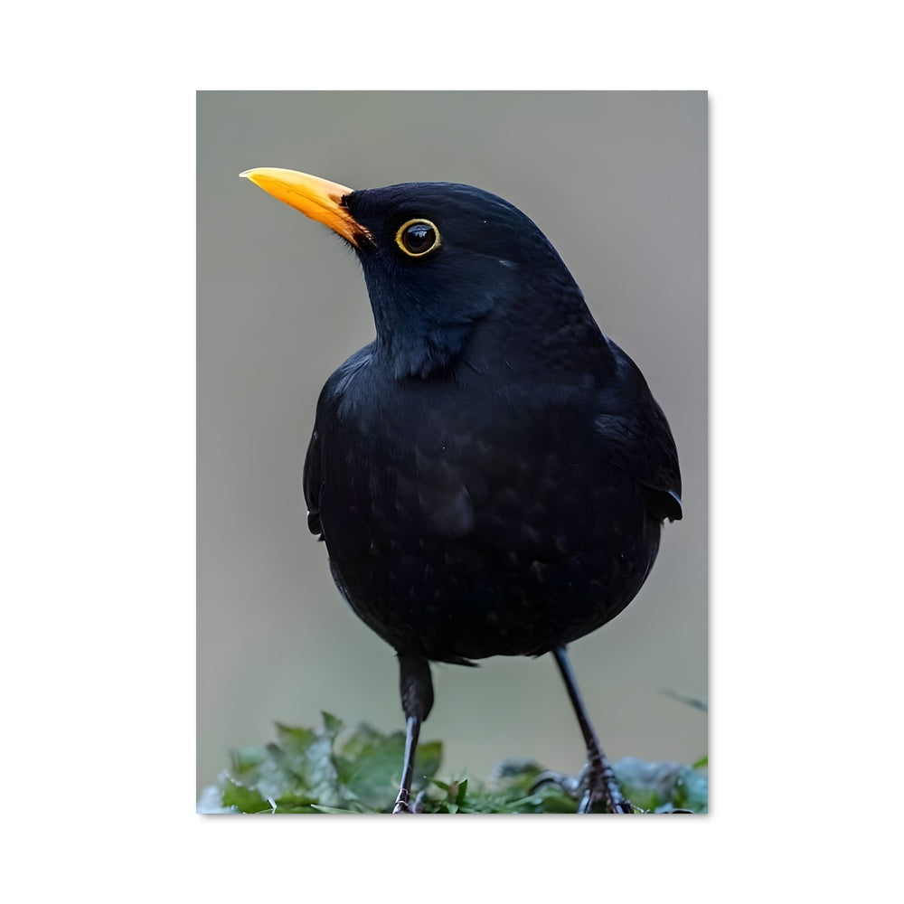 Poster Le Guetteur Noir